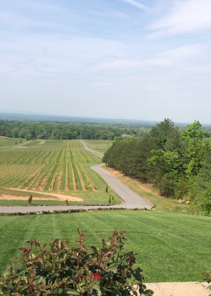 View from Piccione Vineyard in Selection of wine from Laurel Grey Vineyard in Yadkinville Wine Country